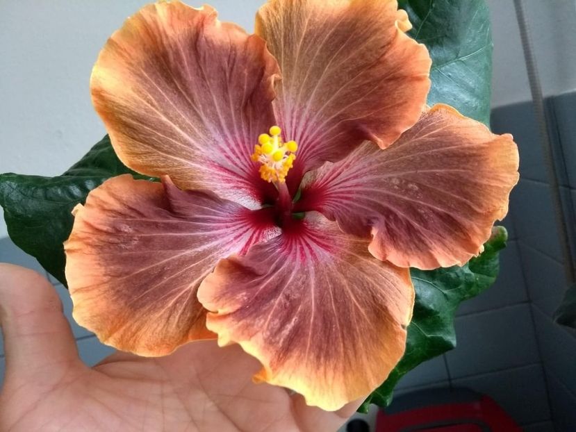  - Tahitian Brown Delight