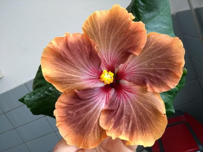  - Tahitian Brown Delight