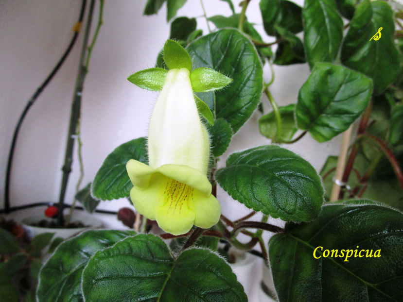 Conspicua(18-x-2018) - Sinningii 2018