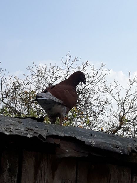 - voiajori standard