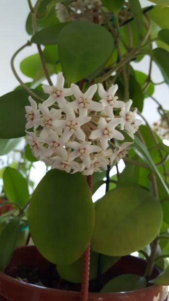  - Hoya australis