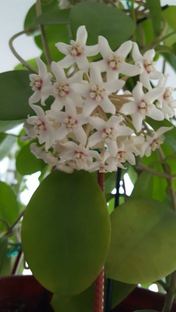  - Hoya australis