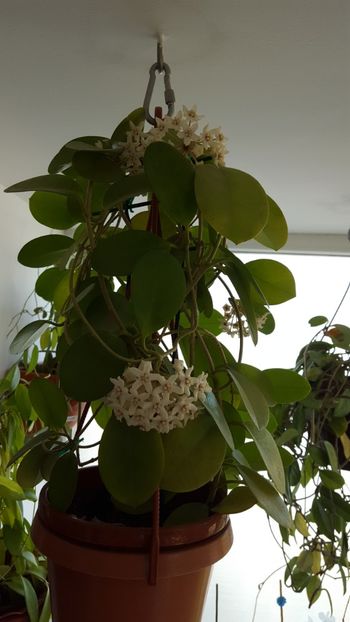  - Hoya australis