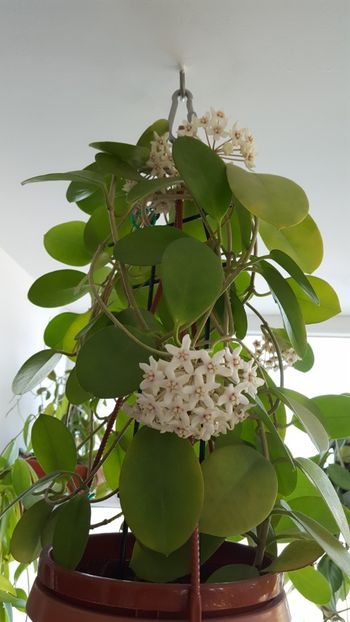  - Hoya australis