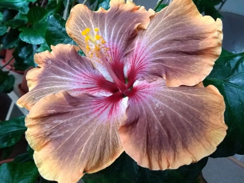 Tah.Brown Delight - 0Hibiscus in colectie infloriti