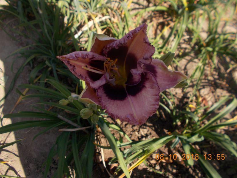  - Hemerocallis 2018