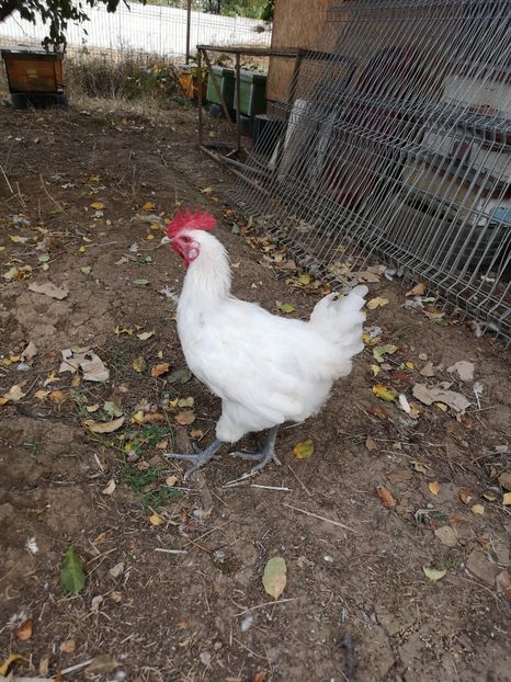  - Găini Labresse de vânzare!