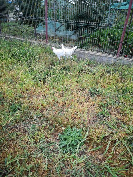  - Găini Labresse de vânzare!