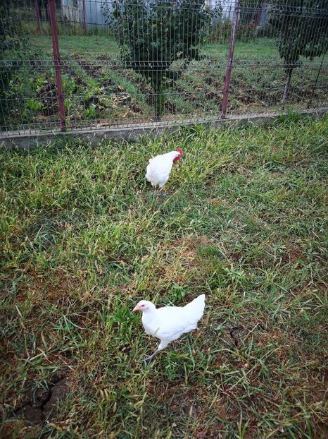  - Găini Labresse de vânzare!