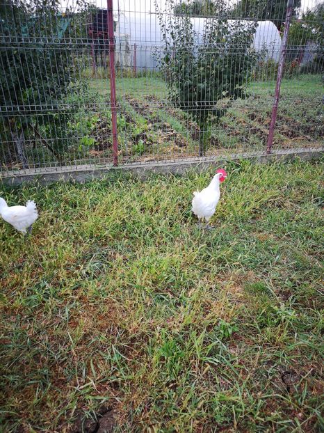  - Găini Labresse de vânzare!