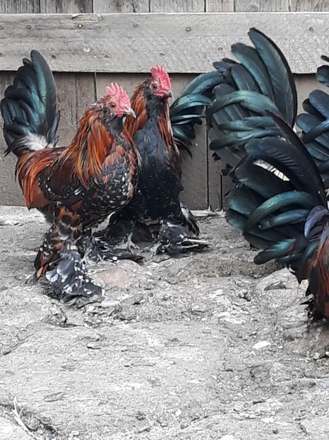  - COCOȘI MII DE FLORI PORȚELAN BARBOȘI DE VÂNZARE 2018