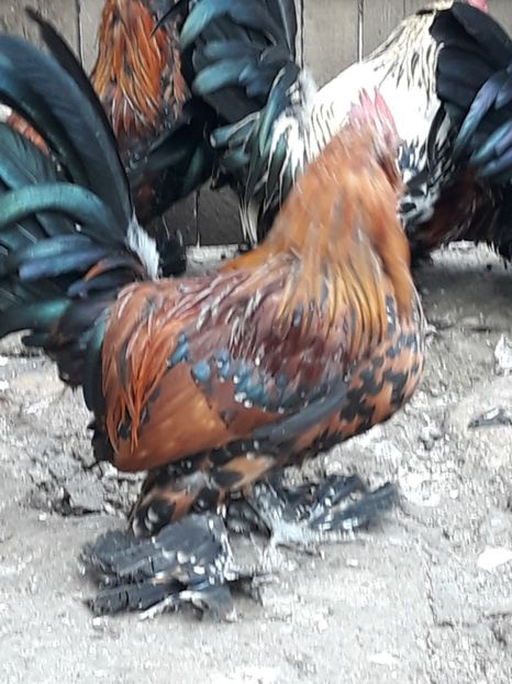  - COCOȘI MII DE FLORI PORȚELAN BARBOȘI DE VÂNZARE 2018