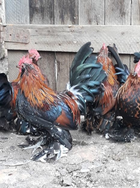  - COCOȘI MII DE FLORI PORȚELAN BARBOȘI DE VÂNZARE 2018