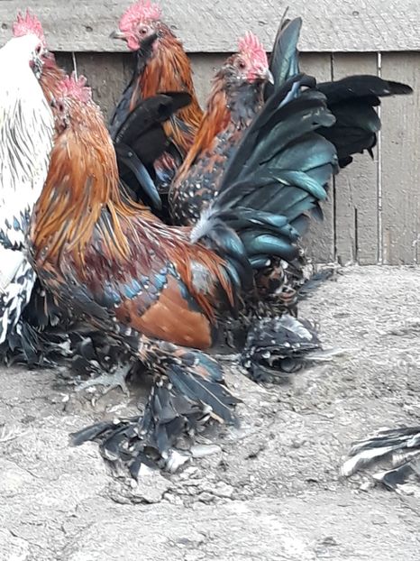  - COCOȘI MII DE FLORI PORȚELAN BARBOȘI DE VÂNZARE 2018