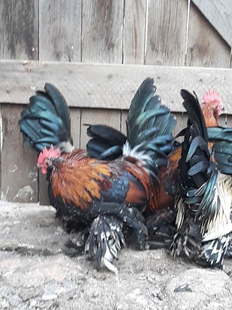  - COCOȘI MII DE FLORI PORȚELAN BARBOȘI DE VÂNZARE 2018