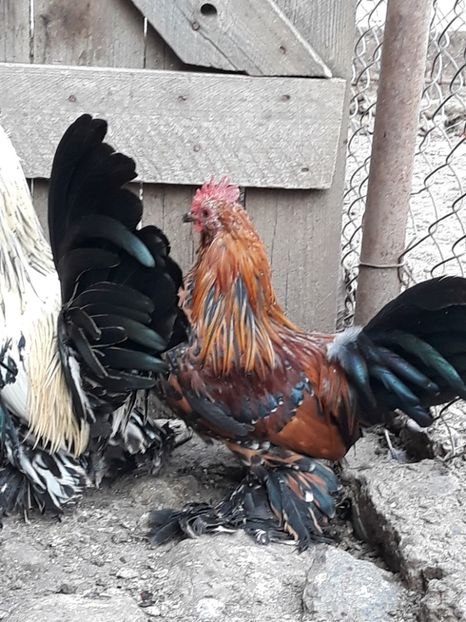  - COCOȘI MII DE FLORI PORȚELAN BARBOȘI DE VÂNZARE 2018