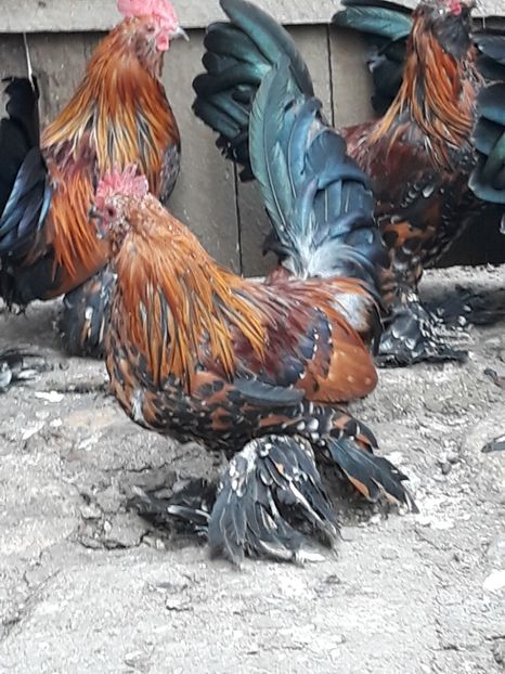  - COCOȘI MII DE FLORI PORȚELAN BARBOȘI DE VÂNZARE 2018