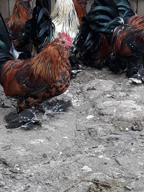  - COCOȘI MII DE FLORI PORȚELAN BARBOȘI DE VÂNZARE 2018