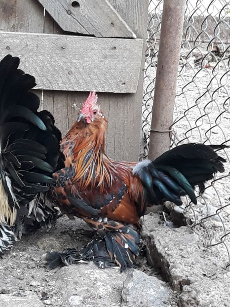  - COCOȘI MII DE FLORI PORȚELAN BARBOȘI DE VÂNZARE 2018