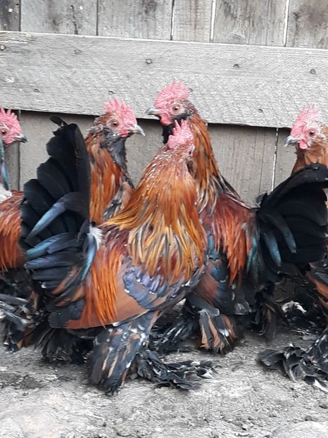  - COCOȘI MII DE FLORI PORȚELAN BARBOȘI DE VÂNZARE 2018