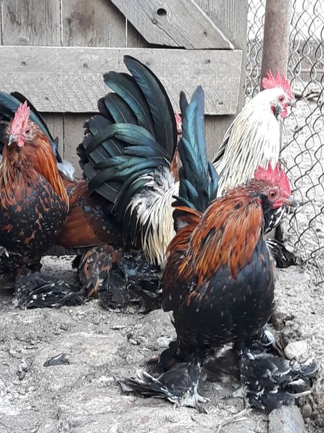  - COCOȘI MII DE FLORI PORȚELAN BARBOȘI DE VÂNZARE 2018