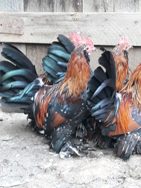  - COCOȘI MII DE FLORI PORȚELAN BARBOȘI DE VÂNZARE 2018