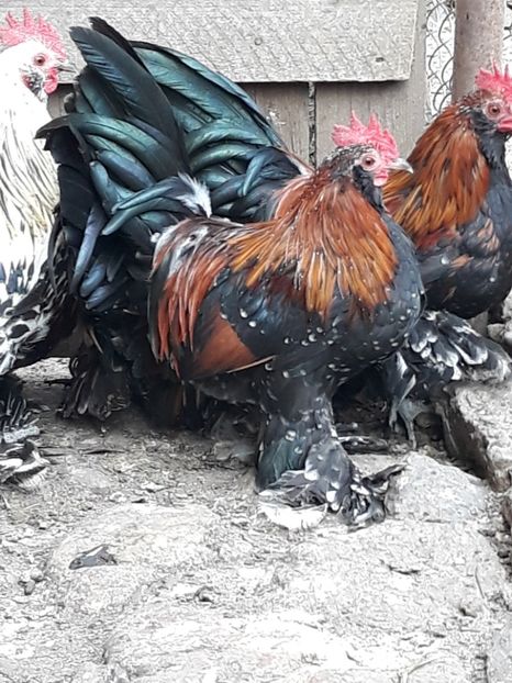  - COCOȘI MII DE FLORI PORȚELAN BARBOȘI DE VÂNZARE 2018