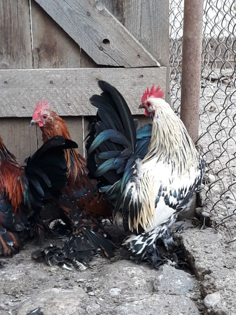  - COCOȘI MII DE FLORI PORȚELAN BARBOȘI DE VÂNZARE 2018