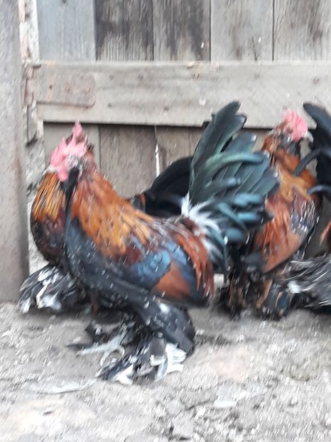  - COCOȘI MII DE FLORI PORȚELAN BARBOȘI DE VÂNZARE 2018