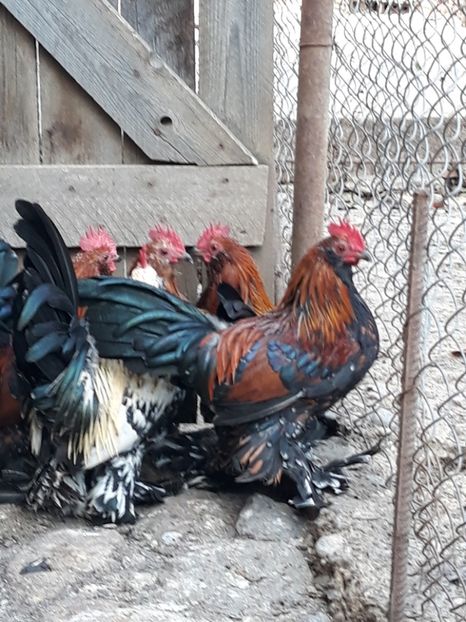  - COCOȘI MII DE FLORI PORȚELAN BARBOȘI DE VÂNZARE 2018