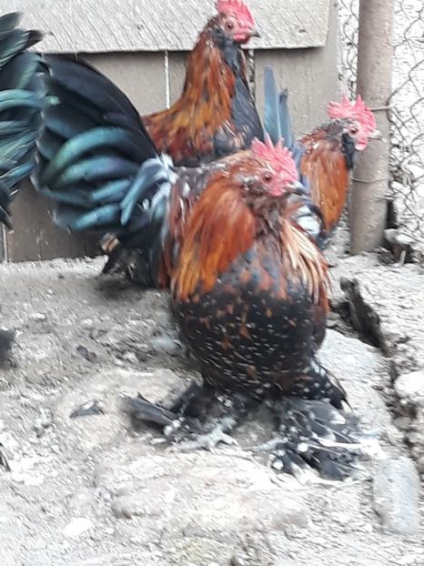  - COCOȘI MII DE FLORI PORȚELAN BARBOȘI DE VÂNZARE 2018