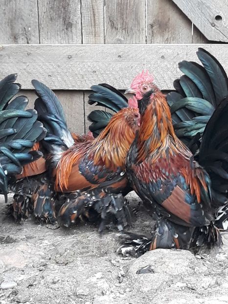  - COCOȘI MII DE FLORI PORȚELAN BARBOȘI DE VÂNZARE 2018