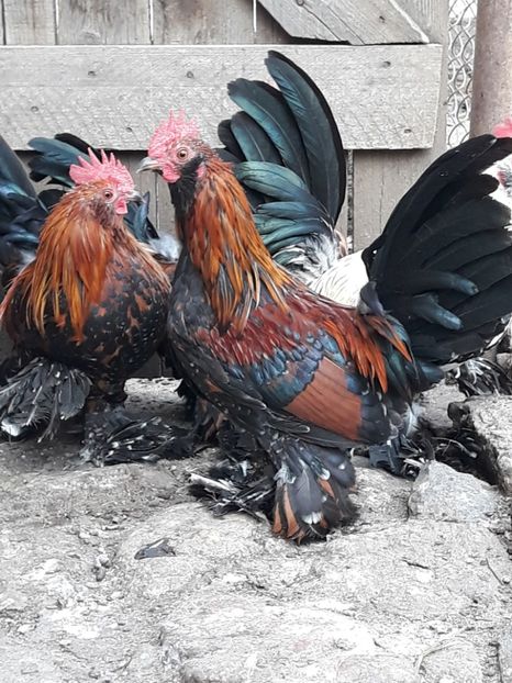  - COCOȘI MII DE FLORI PORȚELAN BARBOȘI DE VÂNZARE 2018