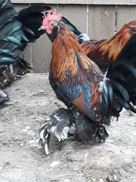  - COCOȘI MII DE FLORI PORȚELAN BARBOȘI DE VÂNZARE 2018