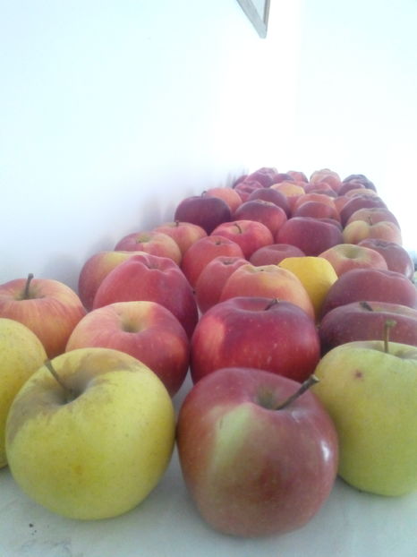 GOLDEN.IONATAN,FLORINA SI BOT DE IEPURE - O ALTA PASIUNE