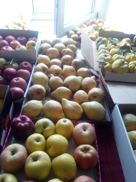 PROVIZII PT IARNA - O ALTA PASIUNE