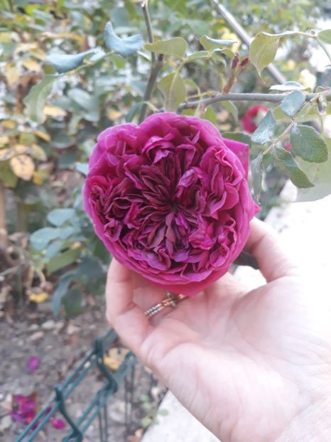  - Trandafir Othello 2018