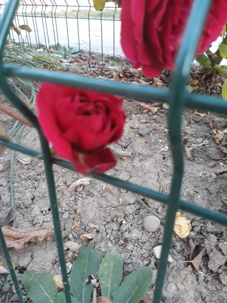  - Trandafir Othello 2018