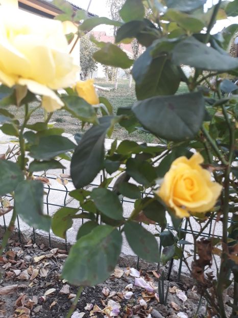  - Trandafir Petito 2018