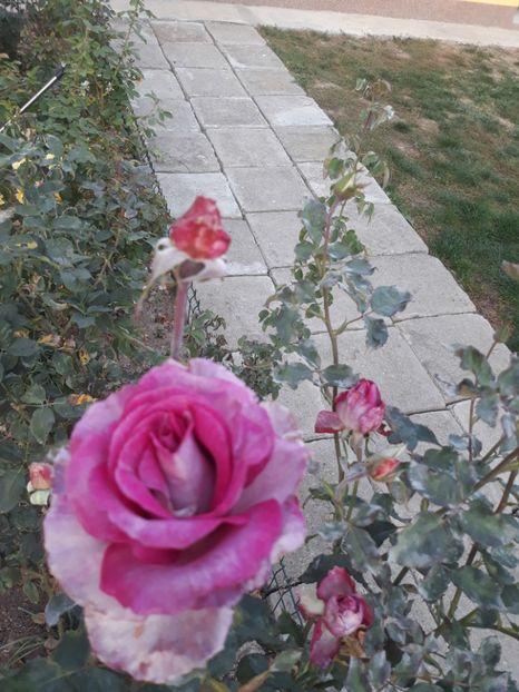  - Trandafir Violette Parfumee