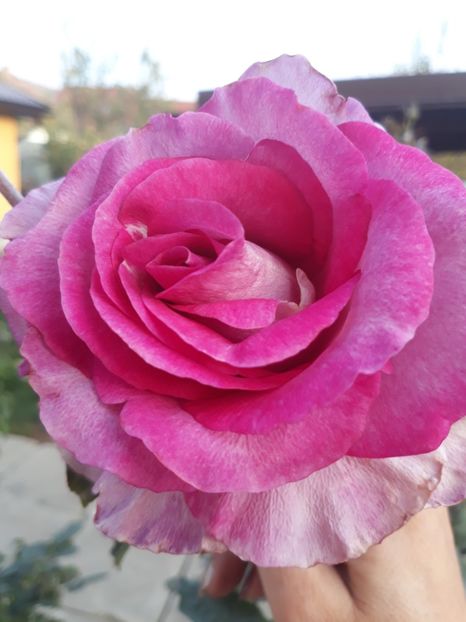  - Trandafir Violette Parfumee