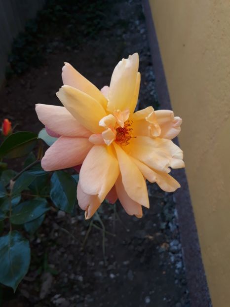  - Trandafir Necunoscut