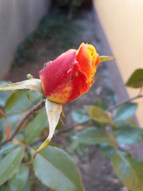  - Trandafir Necunoscut