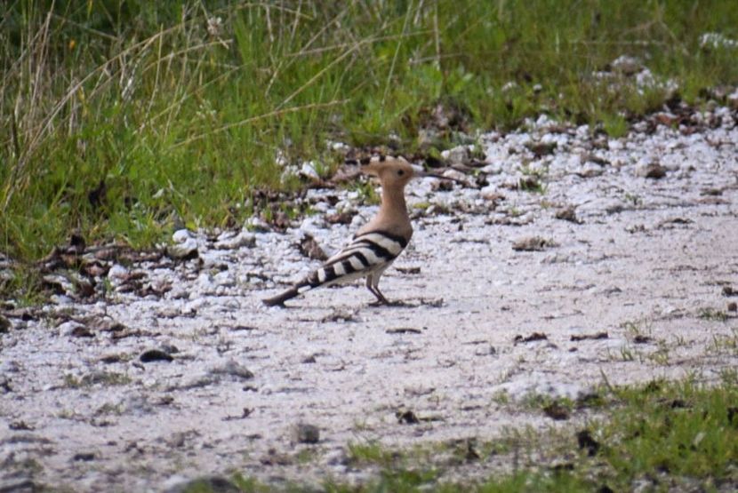 Pupaza - Miezul verii