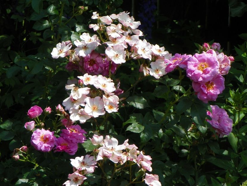22 IUN (28) - Trandafiri 2018 ii