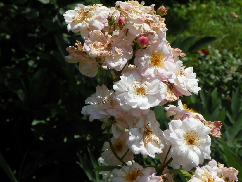 22 IUN (29) - Trandafiri 2018 ii