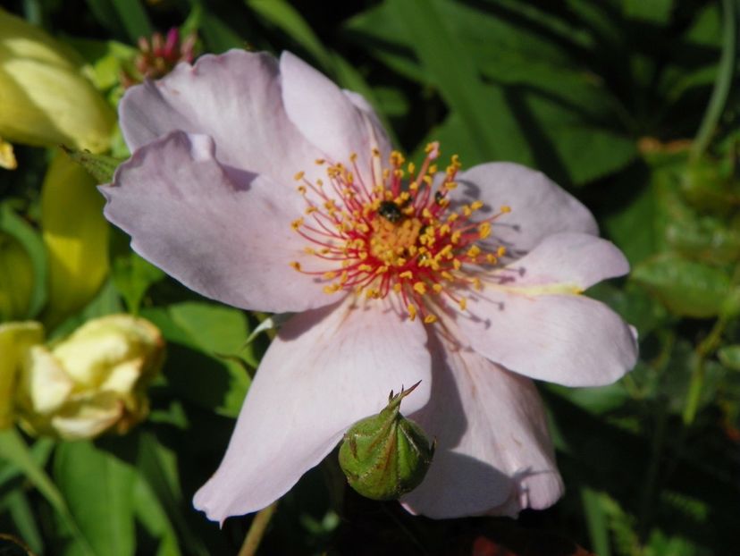 22 IUN (44) - Trandafiri 2018 ii