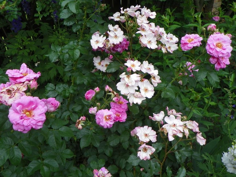 22 IUN (62) - Trandafiri 2018 ii