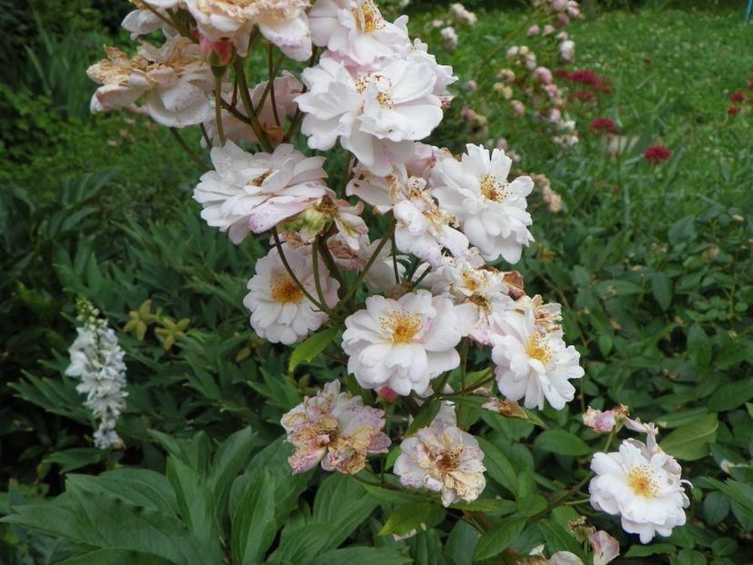 22 IUN (63) - Trandafiri 2018 ii