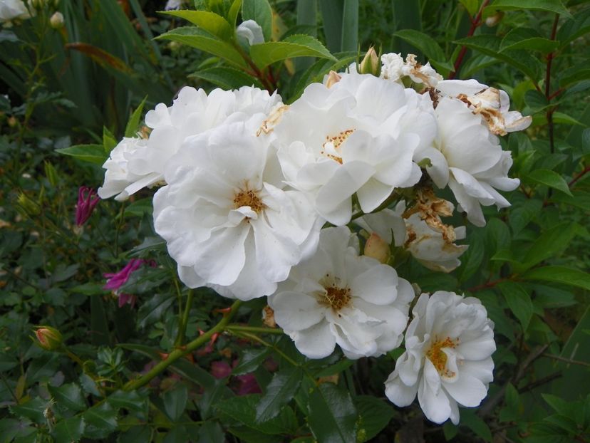 22 IUN (73) - Trandafiri 2018 ii